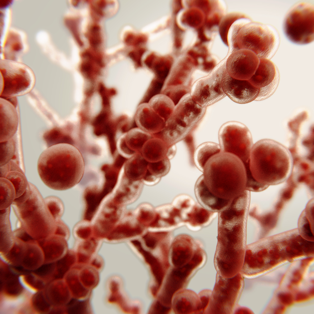 Candida and Gut Health: Understanding Symptoms, Dietary Patterns & Skin Health Connections