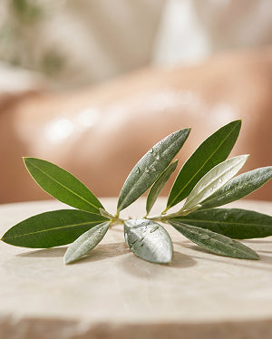 Olive leaf