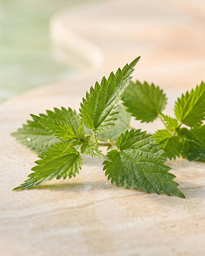 Nettle
