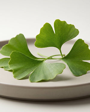 Gingko Biloba