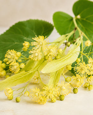 Linden Flowers